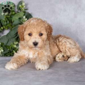 Buster, Bich-Poo Puppy